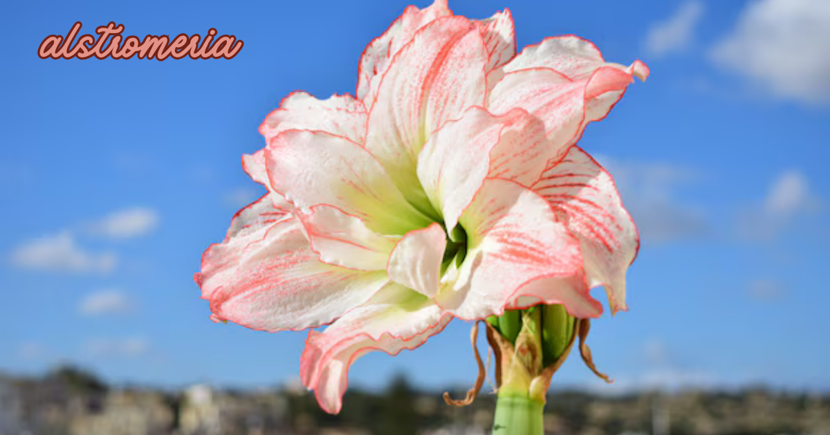 alstromeria