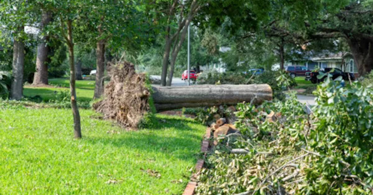 tree stump